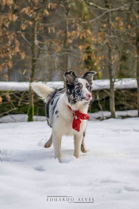 Baillie Border Collie jumping