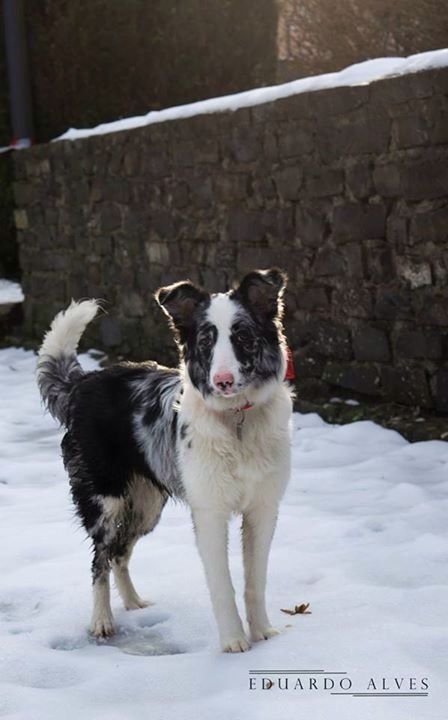 Baillie Border collie snow