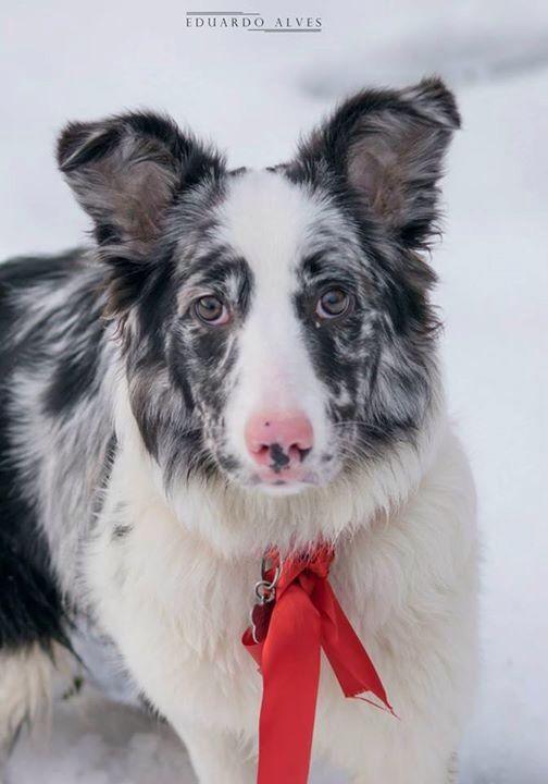 Baillie Border Collie